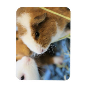 Piggy Magnet