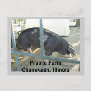 Piggy Post Card