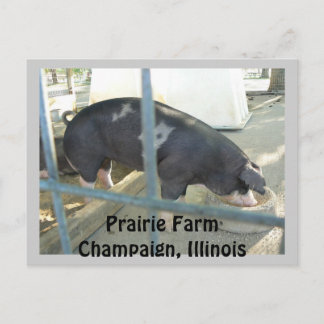 Piggy Post Card