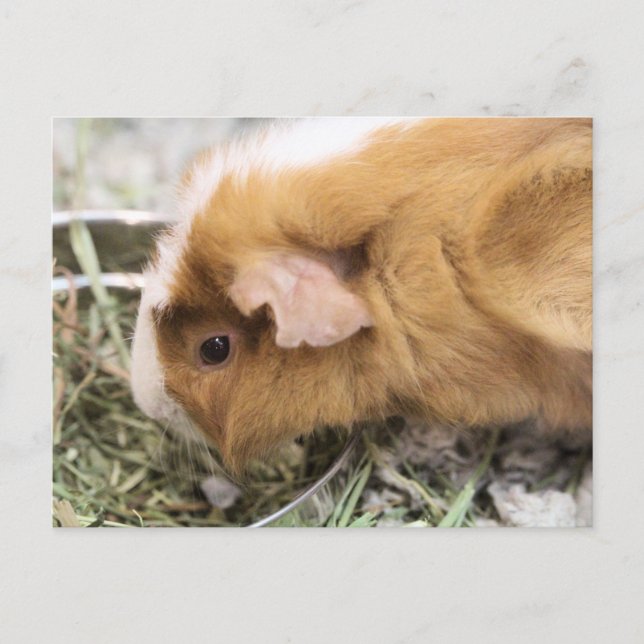 Piggy Postcard (Front)