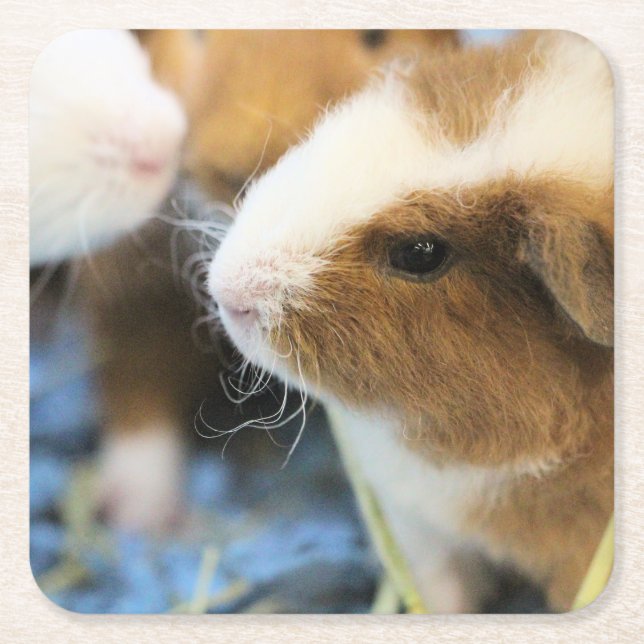 Piggy Square Paper Coaster (Front)