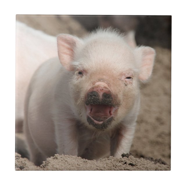 Piglet_2014_1101 Ceramic Tile (Front)