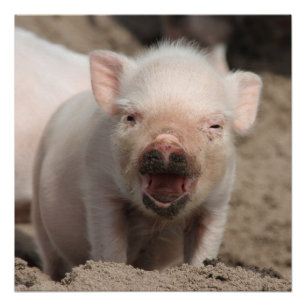 Piglet_2014_1101 Poster