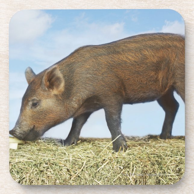 Piglet Eating Coaster (Front)
