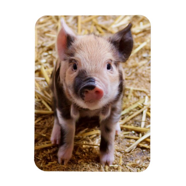 Piglet Magnet (Vertical)