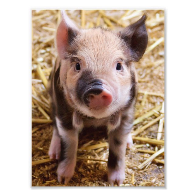 Piglet Photo Print (Front)
