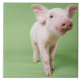 Piglet Standing Ceramic Tile
