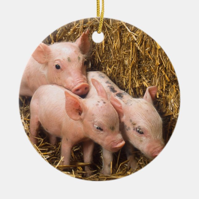 Piglets Ceramic Tree Decoration (Front)