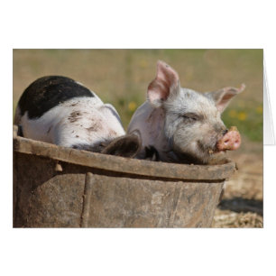 Piglets in a Bucket
