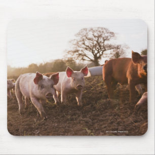 Piglets in Barnyard Mouse Pad