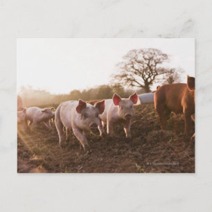 Piglets in Barnyard Postcard