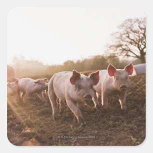 Piglets in Barnyard Square Sticker