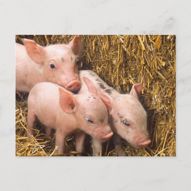 Piglets Postcard (Front)