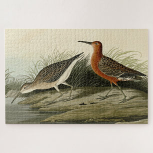 Pigmy Curlew (Sandpiper) Audubon Birds of America  Jigsaw Puzzle