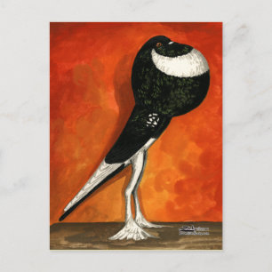 Pigmy Pouter Pigeon Black Pied Postcard