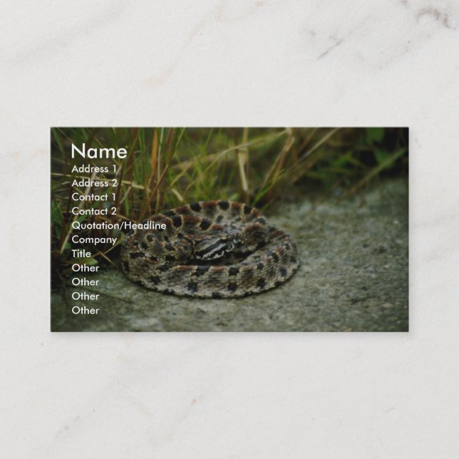 Pigmy Rattlesnake Business Card (Front)