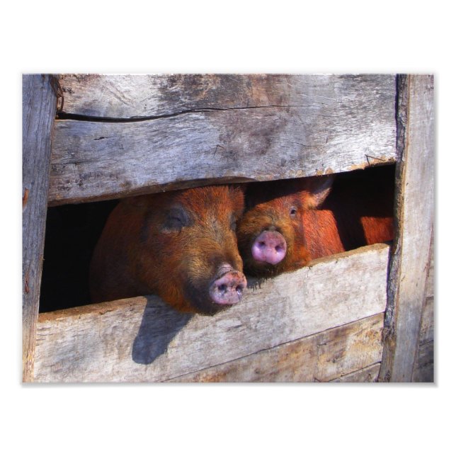 PigPen Pair Peeking Piggies Photo Print (Front)