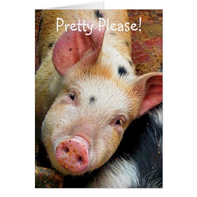 PIGS (Front)