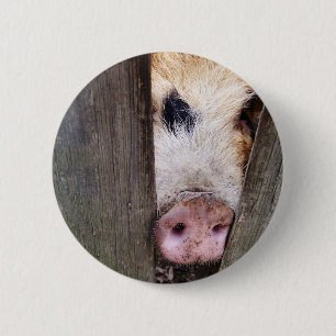 PIGS 6 CM ROUND BADGE