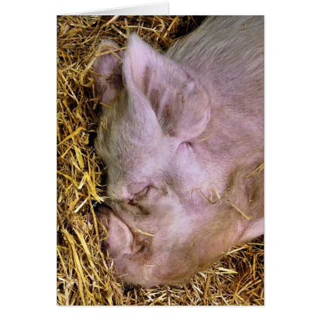 PIGS CARD (Front)