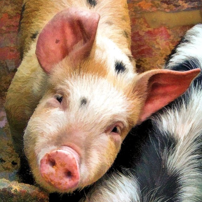 PIGS CARD (Creator Uploaded)