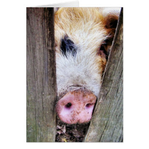PIGS CARD