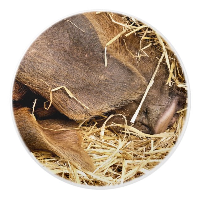 PIGS CERAMIC KNOB (Front)