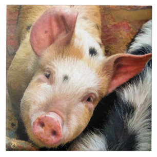 PIGS CERAMIC TILE