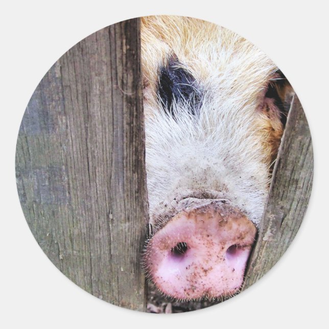 PIGS CLASSIC ROUND STICKER (Front)