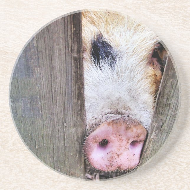 PIGS COASTER (Front)