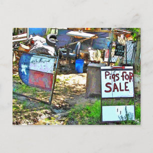 Pigs for Sale in Dale, TX Postcard