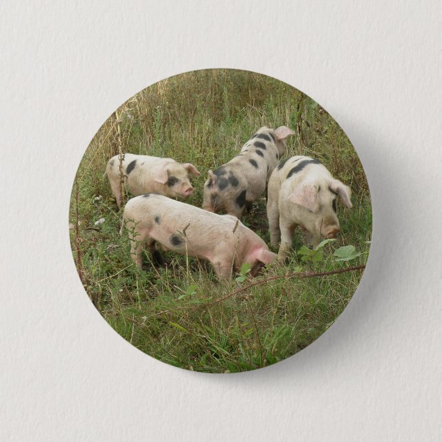Pigs in a Field Button (Front)