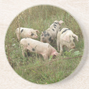 Pigs in a Field Coasters