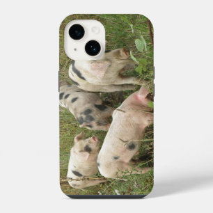 Pigs in a Field iPhone Case