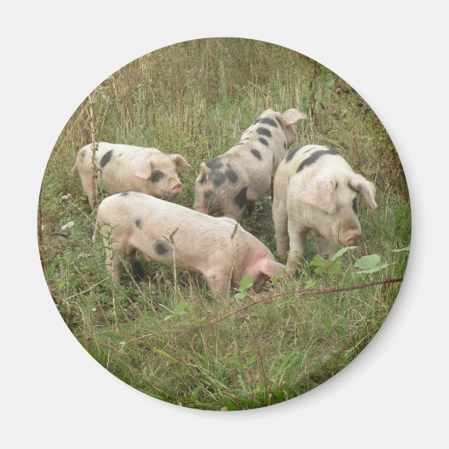 Pigs in a Field Magnet (Front)