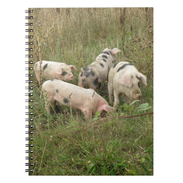 Pigs in a Field Notebook (Front)