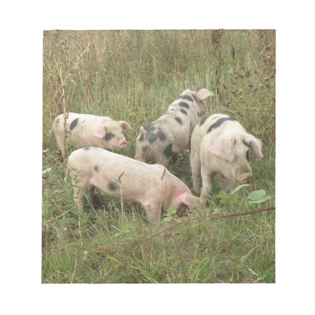 Pigs in a Field Notepad (Front)