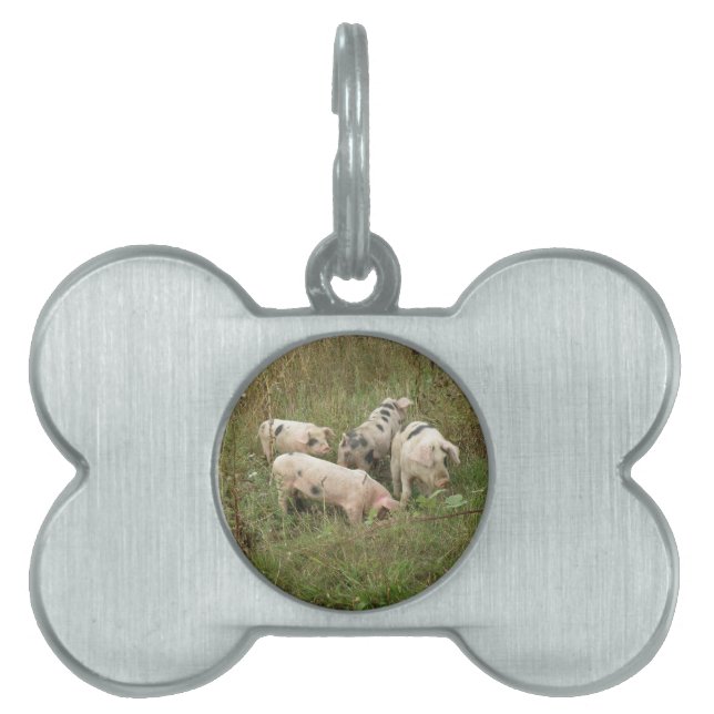 Pigs in a Field Pet Tag (Front)