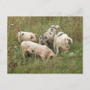 Pigs in a Field Postcard