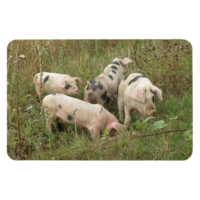 Pigs in a Field Premium Magnet (Horizontal)