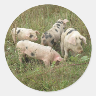 Pigs in a Field Sticker