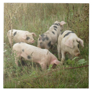 Pigs in a Field Tile