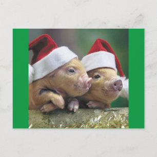 Pigs In Santa Hat Holiday Postcard