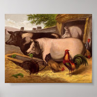 Pigs in the Barnyard