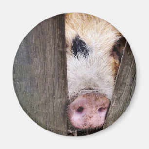 PIGS MAGNET