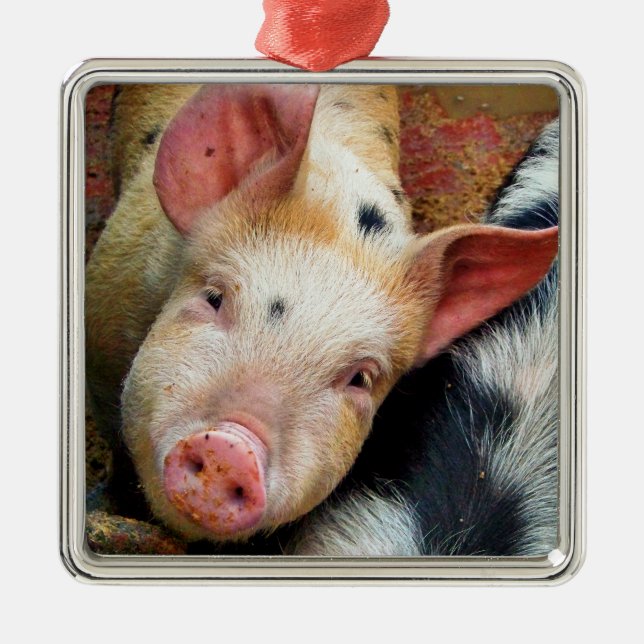 PIGS METAL ORNAMENT (Front)