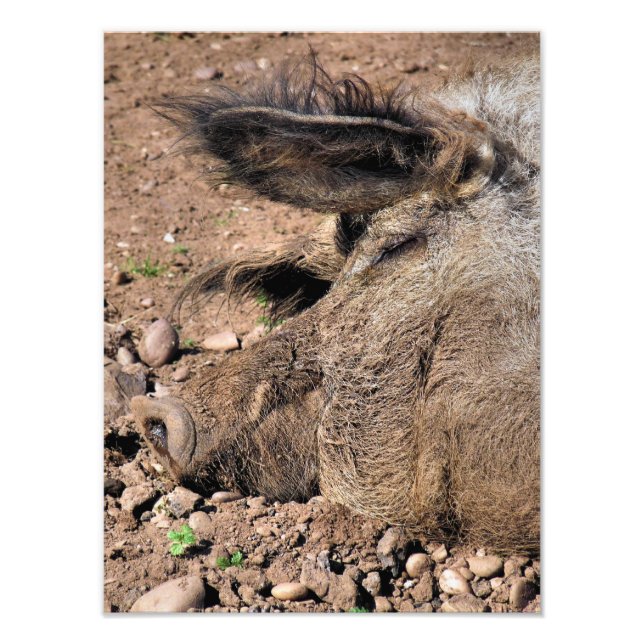 PIGS PHOTO PRINT (Front)