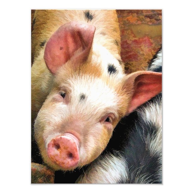 PIGS PHOTO PRINT (Front)