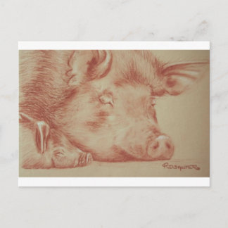 Pigs Postcard