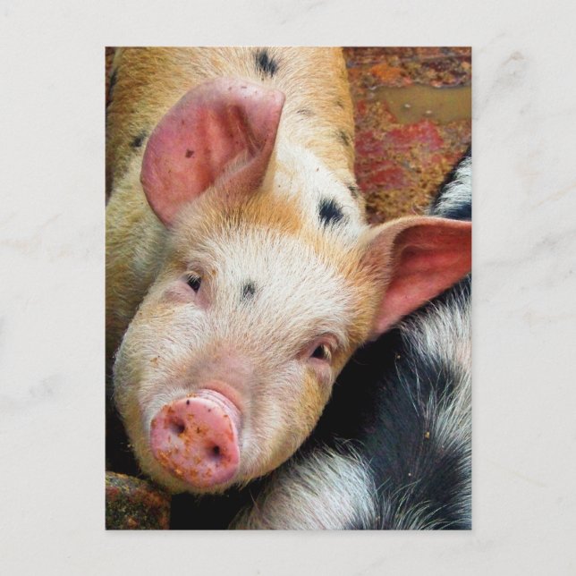 PIGS POSTCARD (Front)